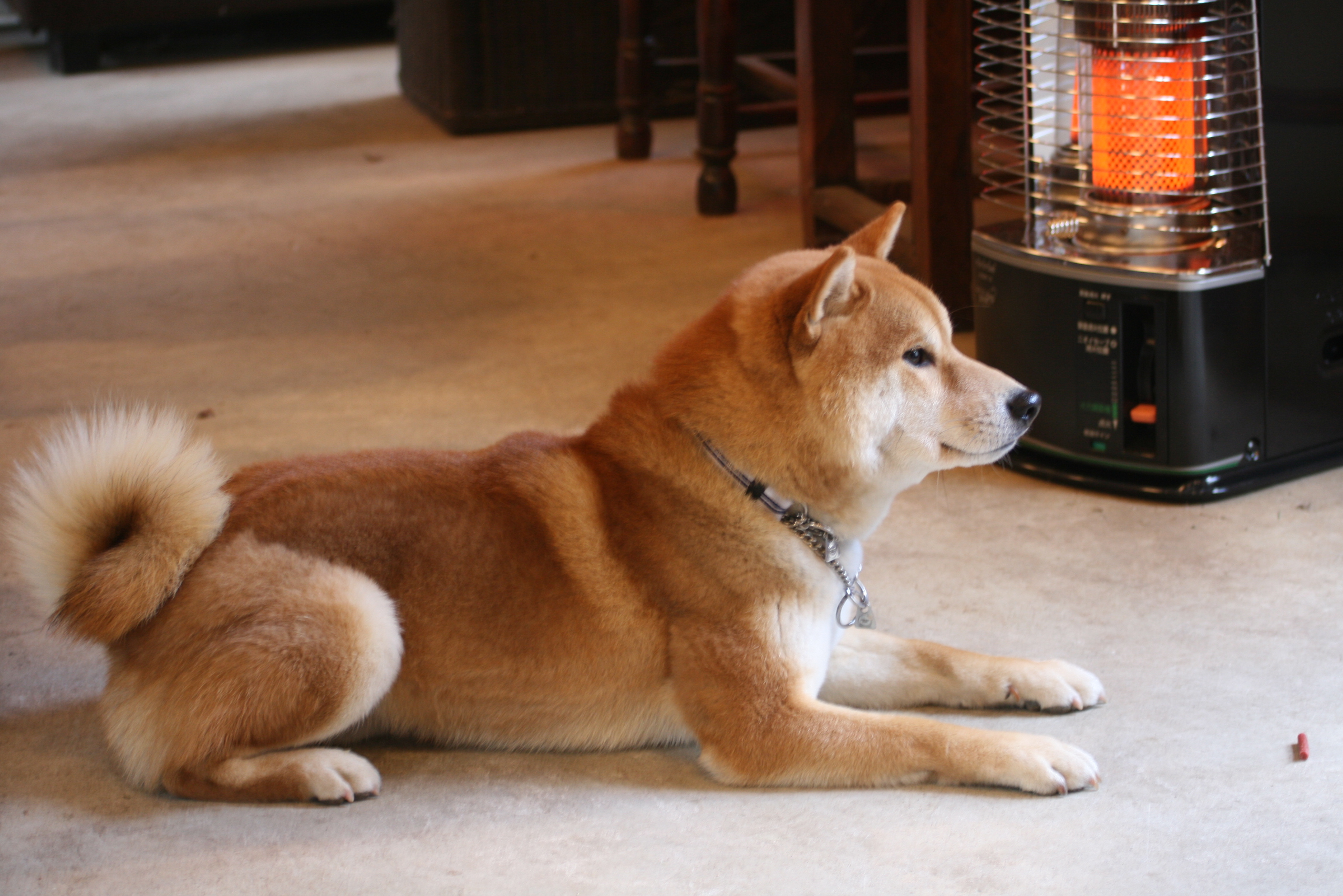 柴犬空 くう 8歳 今年もよろしく ワン 鯰学舎ブログ 神戸 日本料理 鯰学舎 懐石料理